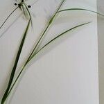 Scirpus atrovirens Ekosanga