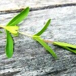 Hypericum hypericoides Leaf