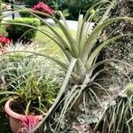 Tillandsia fasciculata Yaprak