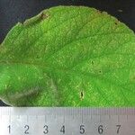 Cornutia pyramidata Otro