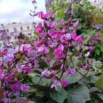 Lablab purpureus Flor