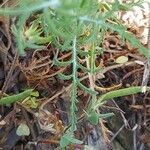 Crupina crupinastrum Leaf