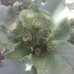 Arctium lappa花