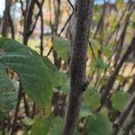 Corylus americana Žievė