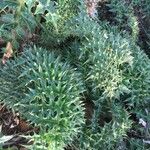 Cynara cornigera Blad