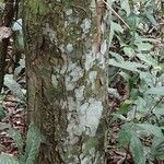 Funtumia africana Ŝelo