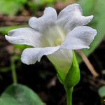 Thunbergia fragrans Flower