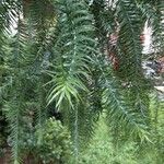 Araucaria angustifolia Hoja