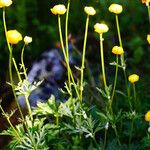 Trollius europaeus Habitat