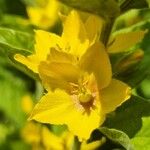 Lysimachia punctata Flower