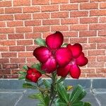 Adenium obesumКвітка