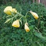 Oenothera glaziovianaफूल