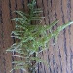 Myriophyllum verticillatum Blatt