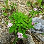 Valeriana tripteris Vekstform