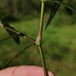 Persicaria mitis പുറംതൊലി