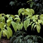 Cordia alliodora Corteccia