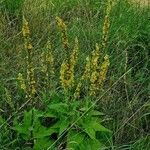 Verbascum nigrum Blüte