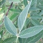 Cajanus cajan Leaf