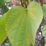 Bauhinia purpurea Лист