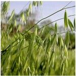 Avena sativa ഫലം