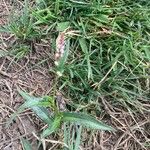 Persicaria decipiens 花