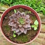 Echeveria affinis Ліст