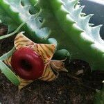 Huernia zebrina Λουλούδι