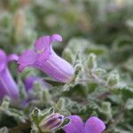 Campanula pelia Flor