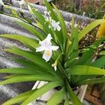 Iris japonica Blatt