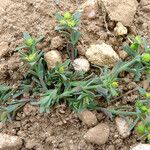 Euphorbia sulcata Habit