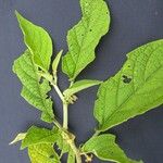 Witheringia solanacea その他の提案