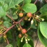 Frangula alnus Fruit