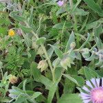 Nonea vesicaria Hoja