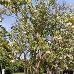 Bauhinia variegata Цветок