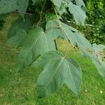 Liquidambar formosana برگ