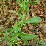 Doellingeria umbellata Hoja