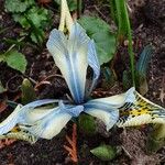 Iris reticulata Hábito