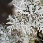 Centaurea cineraria Leaf