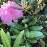 Rhododendron degronianum Blatt