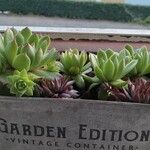 Sempervivum grandiflorum Fuelha