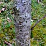 Hamamelis intermedia बार्क (छाल)