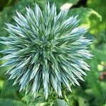 Echinops bannaticus Fula