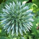 Echinops bannaticus പുഷ്പം