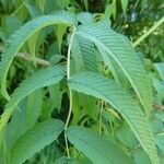 Sorbaria kirilowii برگ