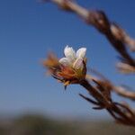 Lathraeocarpa acicularis Flower