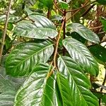Coelocaryon preussii Hoja