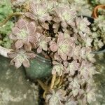 Sedum mendozae List