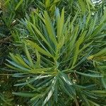 Podocarpus neriifolius Leaf