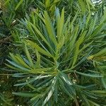 Podocarpus neriifolius Листок