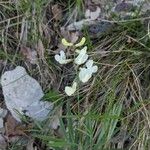 Lathyrus pannonicus Fleur